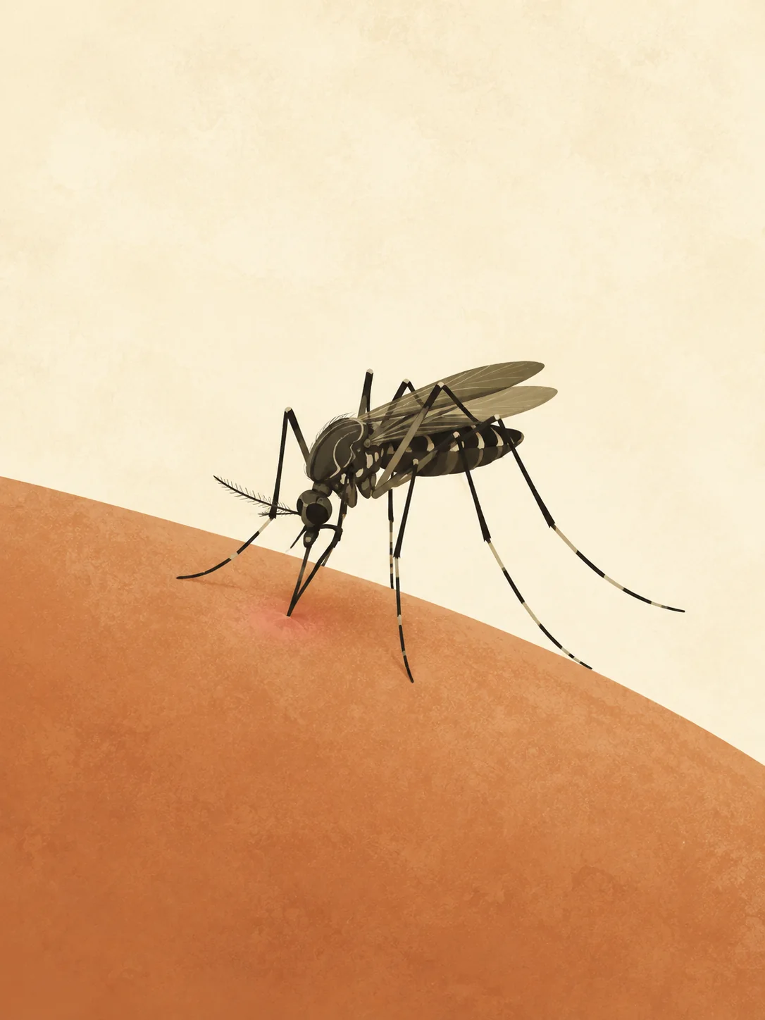 Close-up illustration of a mosquito touching a small area of healthy skin.